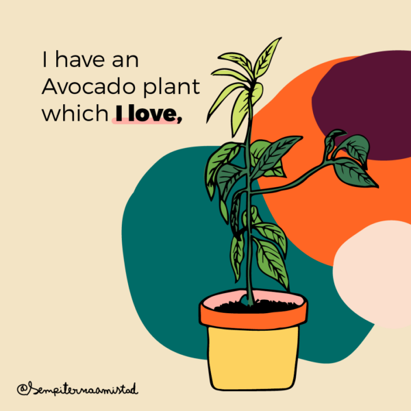 Avocado plant 1